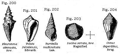 Fig. 200: Pleurotoma attenuata, Fig. 201: Voluta Selseïensis, Fig. 202:
Turritella multisulcata, Fig. 203: Lucina serrata, Fig. 204: Conus deperditus.