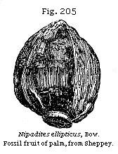 Fig. 205: Nipadites ellipticus.