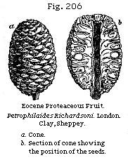 Fig. 206: Eocene Proteaceous Fruit (Petrophiloides Richardsoni.