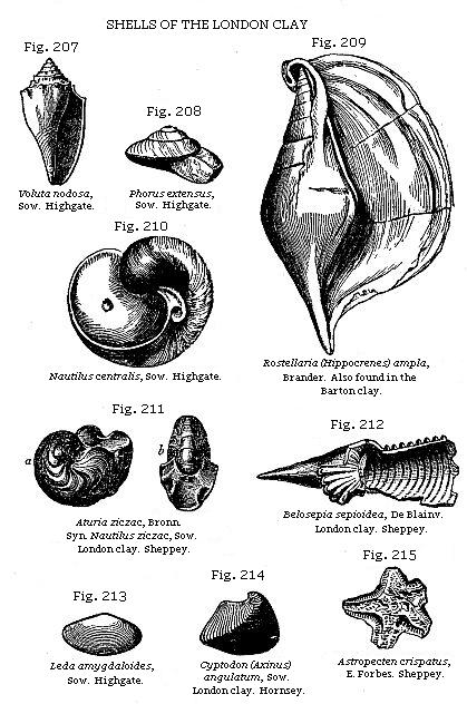 Fig. 207: Voluta nodosa, Fig. 208: Phorus extensus, Fig. 209: Rostellaria
(Hippocrenes) ampla, Fig. 210: Nautilus centralis, Fig. 211: Aturia ziczac,
Fig. 212: Belosepia sepioidea, Fig. 213: Leda amygdaloides, Fig. 214: Cyptodon
(Axinus) angulatum, Fig. 215: Astropecten crispatus.