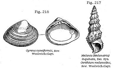 Fig. 216: Cyrena cuneiformis, Fig. 217: Melania (Melanatria) inquinata.