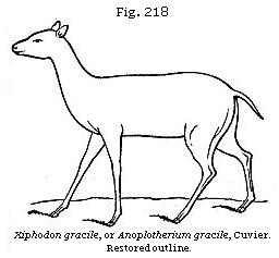 Fig. 218: Xiphodon gracile, or Anoplotherium gracile.