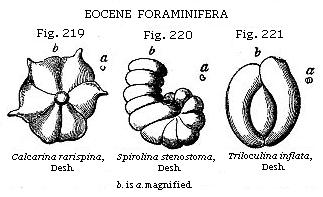 Fig. 219: Calcarina rarispina, Fig. 220: Spirolina stenostoma, Fig. 221:
Triloculina inflata.