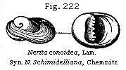 Fig. 222: Nerita conoidea.