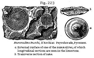 Fig. 223: Nummulites Puschi.
