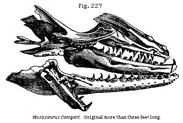 Mosasaurus Camperi.