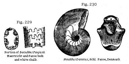 Fig. 229: Portion of Baculites Faujasii, Fig. 230: Nautilus Danicus.