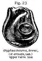 Fig. 23:
Gryphæa incurva.
