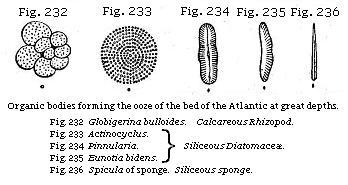 Fig. 232: Globigerina bulloides, Calcareous Rhizopod. Fig. 233: Actinocyclus,
Fig. 234: Pinnularia, Fig. 235: Eunotia bidens, Siliceous Diatomaceæ. Fig.
236: Spicula of sponge, Siliceous sponge.