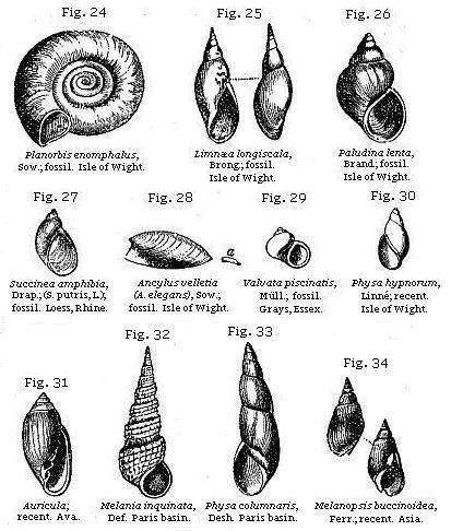 Fig. 24: Planorbis enomphalus. Fig. 25: Limnæa longiscala. Fig. 26: Pauldina lenta. Fig. 27: Succinea amphibia. Fig. 28: Ancylus velletia. Fig. 29: Valvata piscinalis. Fig. 30: Physa hypnorum. Fig. 31: Auricula. Fig. 32: Melania inquinata. Fig. 33: Physa columnaris. Fig. 34: Melanopsis buccinoidea.