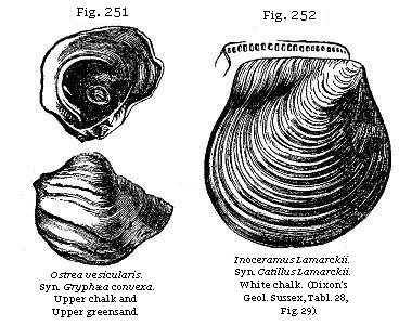 Fig. 251: Ostrea vesicularis. Upper chalk and upper greensand.
Fig. 252: Inoceramus Lamarckii. White chalk.