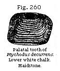 Fig. 260: Palatal tooth of Ptychodus decurrens. Lower white chalk.