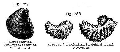 Fig. 267: Ostrea columba. Chloritic sand. Fig. 268: Ostrea carinata. Chalk
marl and chloritic sand.