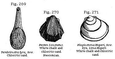 Fig. 269: Terebrirostra lyra. Chloritic sand. Fig. 270: Pecten 5-costatus.
White chalk and chloritic sand. Fig. 271: Plagiostoma Hoperi. White chalk and chloritic sand.