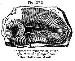 Fig. 272: Ancyloceras spinigerum. Near Folkestone.