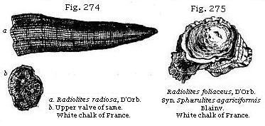 Fig. 274: Radiolites. White chalk of France. Fig. 275: Radiolites foliaceus.
White chalk of France.