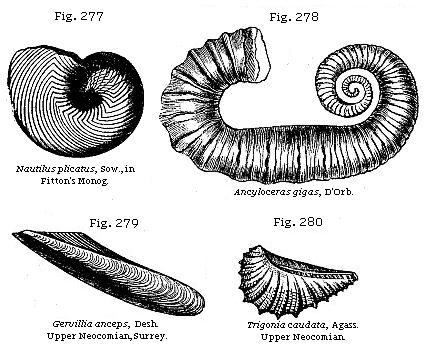 Fig. 277: Nautilus licatus. Fig. 278: Ancyloceras gigas. Fig. 279: Gervillia
anceps. Fig. 280: Trigonia caudata.