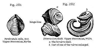 Fig. 281: Terebratula sella. Fig. 282: Diceras Lonsdalii. a. The bivavle
shell, b. Cast of one of the valves enlarged.