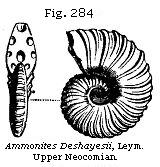 Fig. 284: Ammonites Deshayesii.