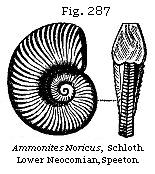 Fig. 287: Ammonites Noricus.