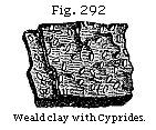 Fig. 292: Weald clay with Cyprides.