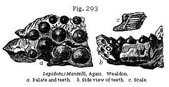 Fig. 293: Lepidotus Mantelli, a. Palate and teeth, b. Side view of teeth, c. Scale.