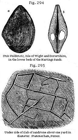 Fig. 294: Unio Valdensis. Fig. 295: Under side of slab of sandstone about one yard in diameter.