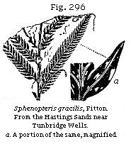 Fig. 296: Sphenopteris gracilis.