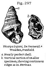 Fig. 297: Vicarya
Lujani.