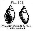 Fig. 303: Physa Bristovii