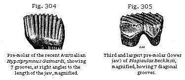 Fig. 304: Pre-molar of the recent Australian Hypsiprymnus Gaimardi, showing 7
grooves at right angles to the length of the jaw. Fig. 305: Third and largest
pre-molar (lower jaw) of Plagiaulax Becklesii, showing 7 diagonal grooves.
