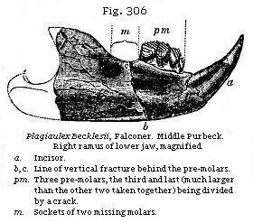 Fig. 306: Plagiaulax Becklessi. Right ramus of lower jaw.