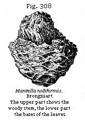 Fig. 308: Mantellia nidiformis.
