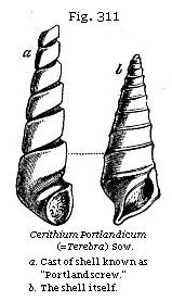Fig. 311: Cerithium Portlandicum.