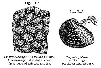Fig. 312: Isastræa oblonga. Fig. 313: Trigonia gibbosa.