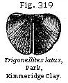 Fig. 319: Trigonellites latus.