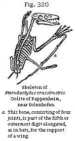 Fig. 320: Skeleton of Pterodactylus crassirostris.