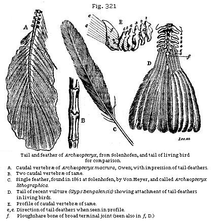 Fig. 321: Tail and feather of Archæopteryx, from Solenhofen, and tail of living bird for comparison.