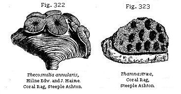 Fig. 322: Thecosmilia annularis. Fig. 323: Thamnastræa.