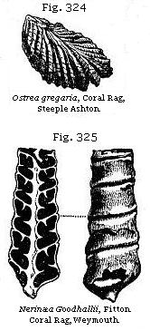 Fig. 324: Ostrea gregaria. Fig. 325: Nerinæa Goodhallii.