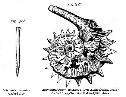 Fig. 326: Belemnites hastatus. Fig. 327: Ammonites Jason.