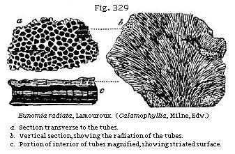 Fig. 329: Eunomia radiata.