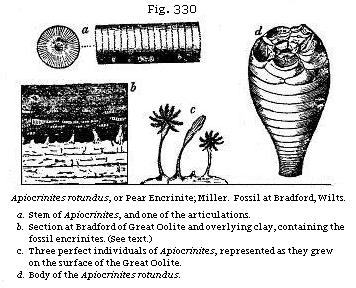 Fig. 330: Apiocrinites rotundus, or Pear Eucrinite.