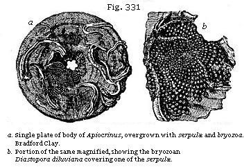 Fig. 331: a. Aingle plate of body of Apiocrinus, overgrown with serpulæ and
bryozoa; b. Portion of same magnified, showing the bryozoan Diastopora
diluviana covering one of the serpulæ.
