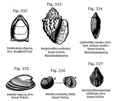 Fig. 332: Terebratula digona. Fig. 333: Purpuroidea nodulata. Fig. 334:
Cylindrites acutus. Fig. 335: Patella rugosa. Fig. 336: Nerita costulata.
Fig. 337: Rimula (Emarginula) clathrata.