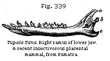 Fig. 339: Tupaia Tana. Right ramus of lower jaw.