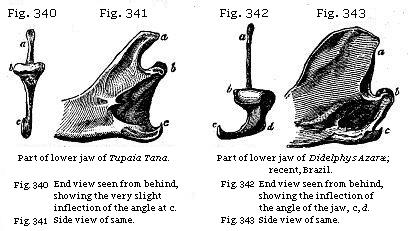 Fig. 340: Part of lower jaw of Tupaia Tana. Fig. 341: Side view of same. Fig.
342: Part of lower jaw of Didelphys Azaræ. Fig. 343: Side view of same. Fig.
344: Amphitherium Prevostii.