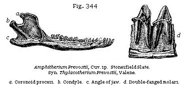 Fig. 344: Amphitherium Prevostii.