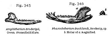 Fig. 345: Amphitherium Broderipii. Fig. 346: Phascolotherium Bucklandii.
