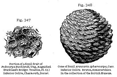 Fig. 347: Portion of a fossil fruit of Podocarya Bucklandii. Fig. 348: Cone of
fossil Araucaria sphærocarpa.